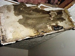 Actual Mold Revealed During Removal